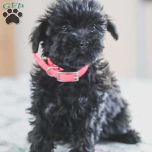 Nellie, Shih-Poo Puppy