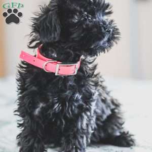 Nellie, Shih-Poo Puppy