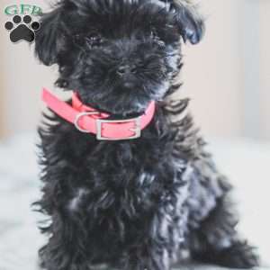 Nellie, Shih-Poo Puppy