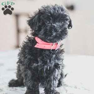 Nellie, Shih-Poo Puppy