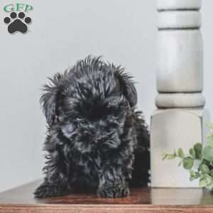 Nellie, Shih-Poo Puppy