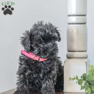 Nellie, Shih-Poo Puppy