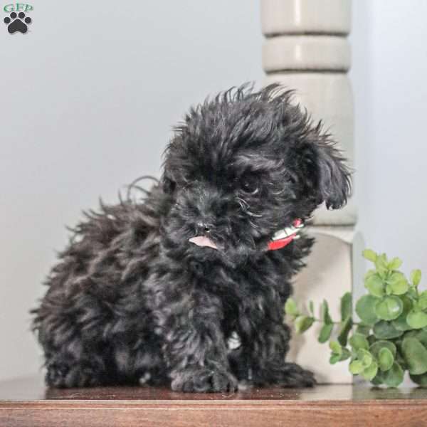 Nellie, Shih-Poo Puppy