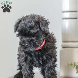 Nellie, Shih-Poo Puppy