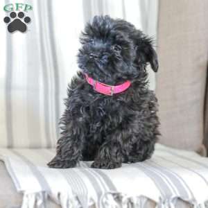 Nellie, Shih-Poo Puppy