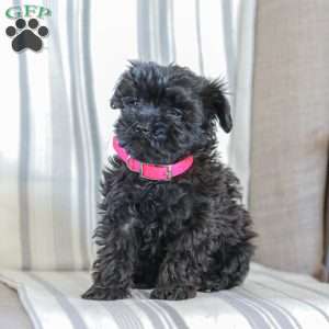 Nellie, Shih-Poo Puppy