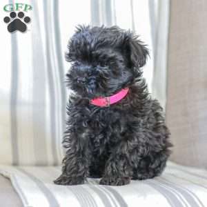 Nellie, Shih-Poo Puppy