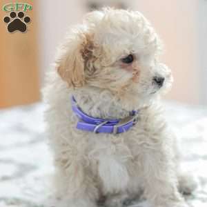 Ninja, Shih-Poo Puppy