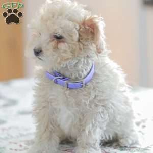 Ninja, Shih-Poo Puppy