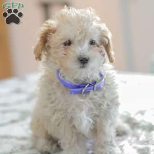 Ninja, Shih-Poo Puppy