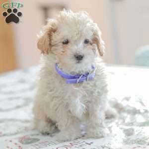 Ninja, Shih-Poo Puppy