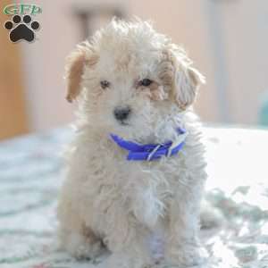 Ninja, Shih-Poo Puppy