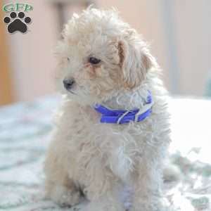 Ninja, Shih-Poo Puppy