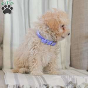 Ninja, Shih-Poo Puppy