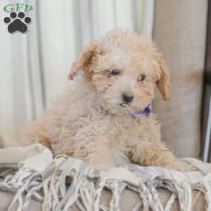 Ninja, Shih-Poo Puppy