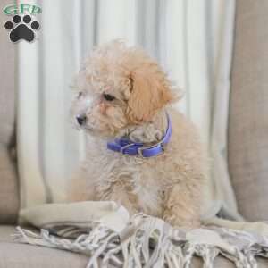 Ninja, Shih-Poo Puppy