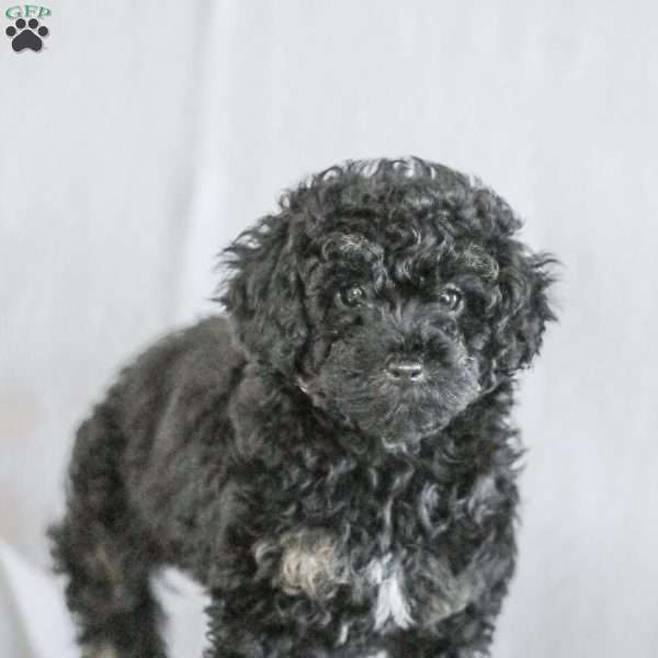 Milly, Toy Poodle Puppy