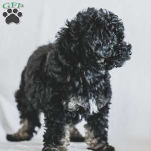 Milly, Toy Poodle Puppy