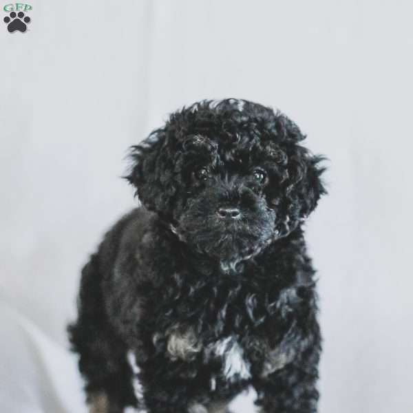 Milly, Toy Poodle Puppy