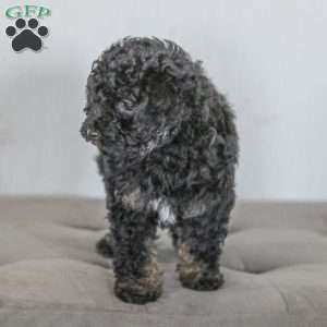 Milly, Toy Poodle Puppy