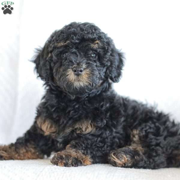 Minnie, Toy Poodle Puppy