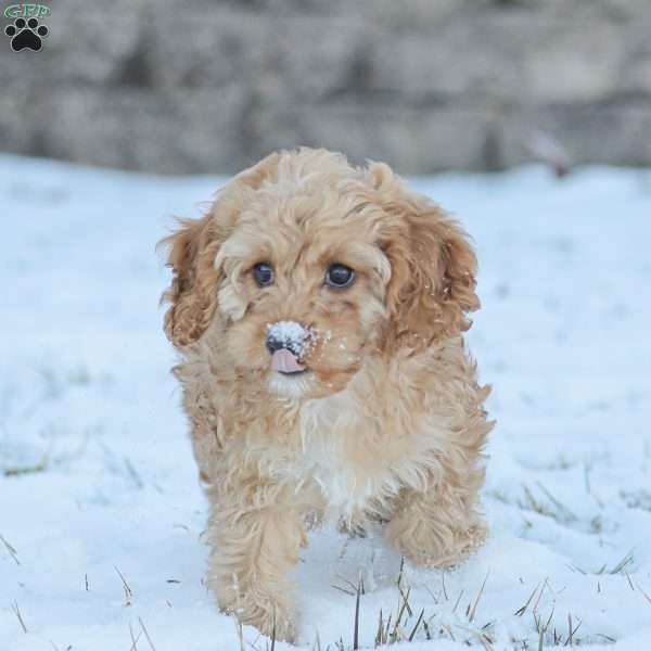 Moby, Cockapoo Puppy