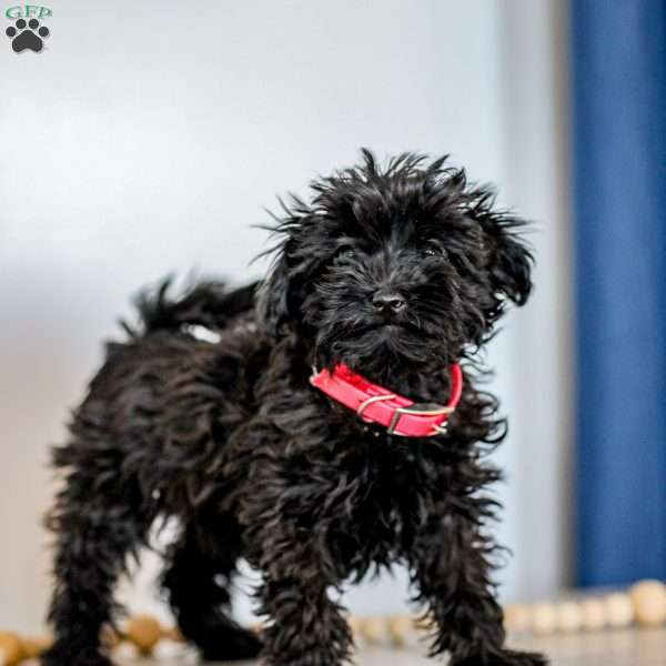 Nellie, Shih-Poo Puppy