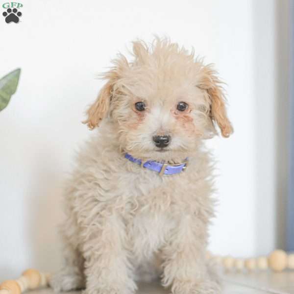 Ninja, Shih-Poo Puppy