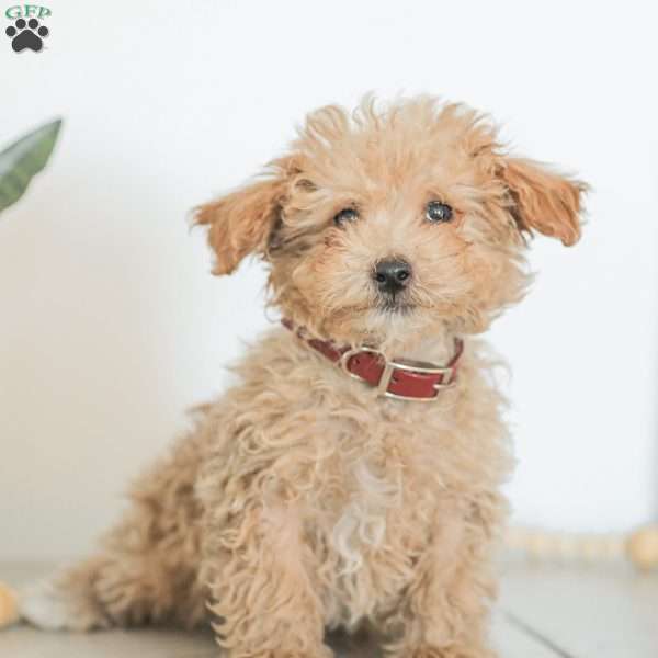 Nixon, Shih-Poo Puppy