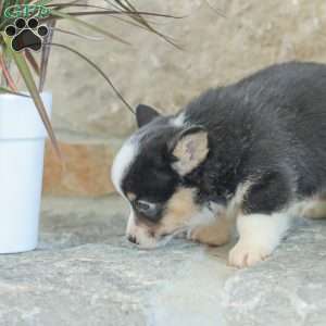 Rusty, Pembroke Welsh Corgi Puppy