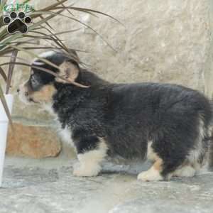 Rusty, Pembroke Welsh Corgi Puppy