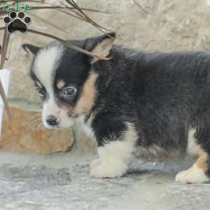 Rusty, Pembroke Welsh Corgi Puppy