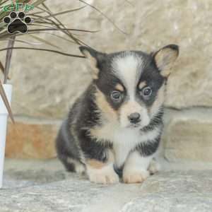 Rusty, Pembroke Welsh Corgi Puppy