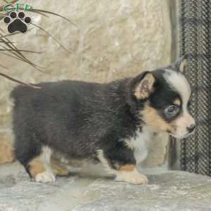 Rusty, Pembroke Welsh Corgi Puppy