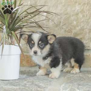 Rusty, Pembroke Welsh Corgi Puppy