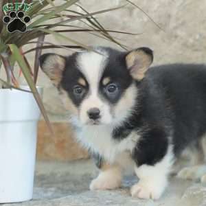 Rusty, Pembroke Welsh Corgi Puppy