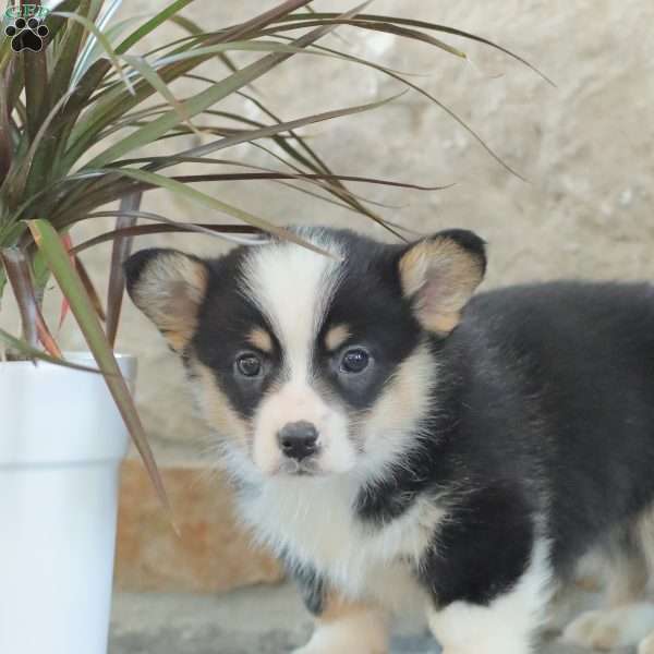 Rusty, Pembroke Welsh Corgi Puppy