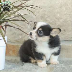 Rusty, Pembroke Welsh Corgi Puppy