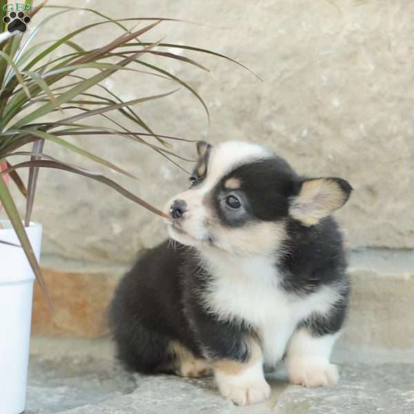 Rusty, Pembroke Welsh Corgi Puppy