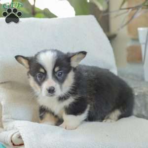 Rusty, Pembroke Welsh Corgi Puppy