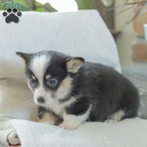 Rusty, Pembroke Welsh Corgi Puppy