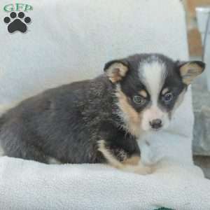 Rusty, Pembroke Welsh Corgi Puppy