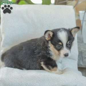 Rusty, Pembroke Welsh Corgi Puppy