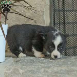 Ryan, Pembroke Welsh Corgi Puppy