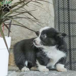 Ryan, Pembroke Welsh Corgi Puppy