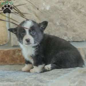 Ryan, Pembroke Welsh Corgi Puppy