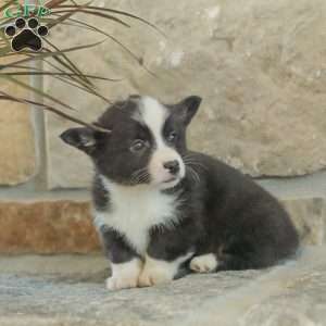 Ryan, Pembroke Welsh Corgi Puppy