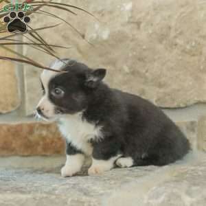 Ryan, Pembroke Welsh Corgi Puppy