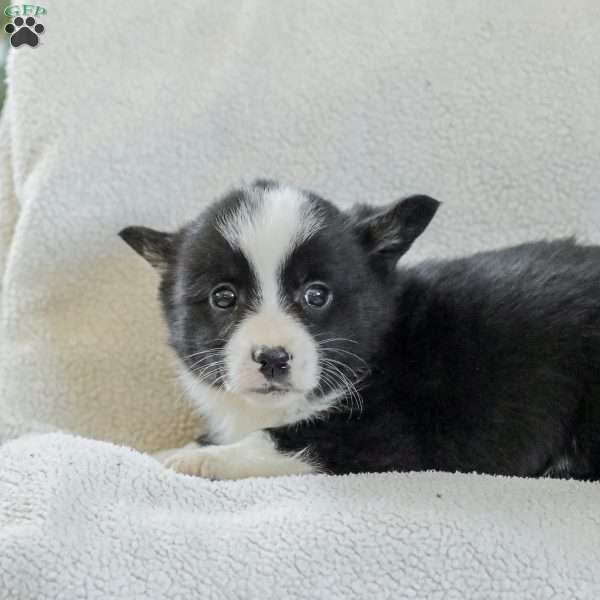 Ryan, Pembroke Welsh Corgi Puppy