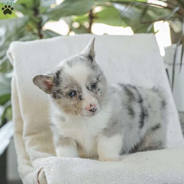 Rocky, Pembroke Welsh Corgi Puppy